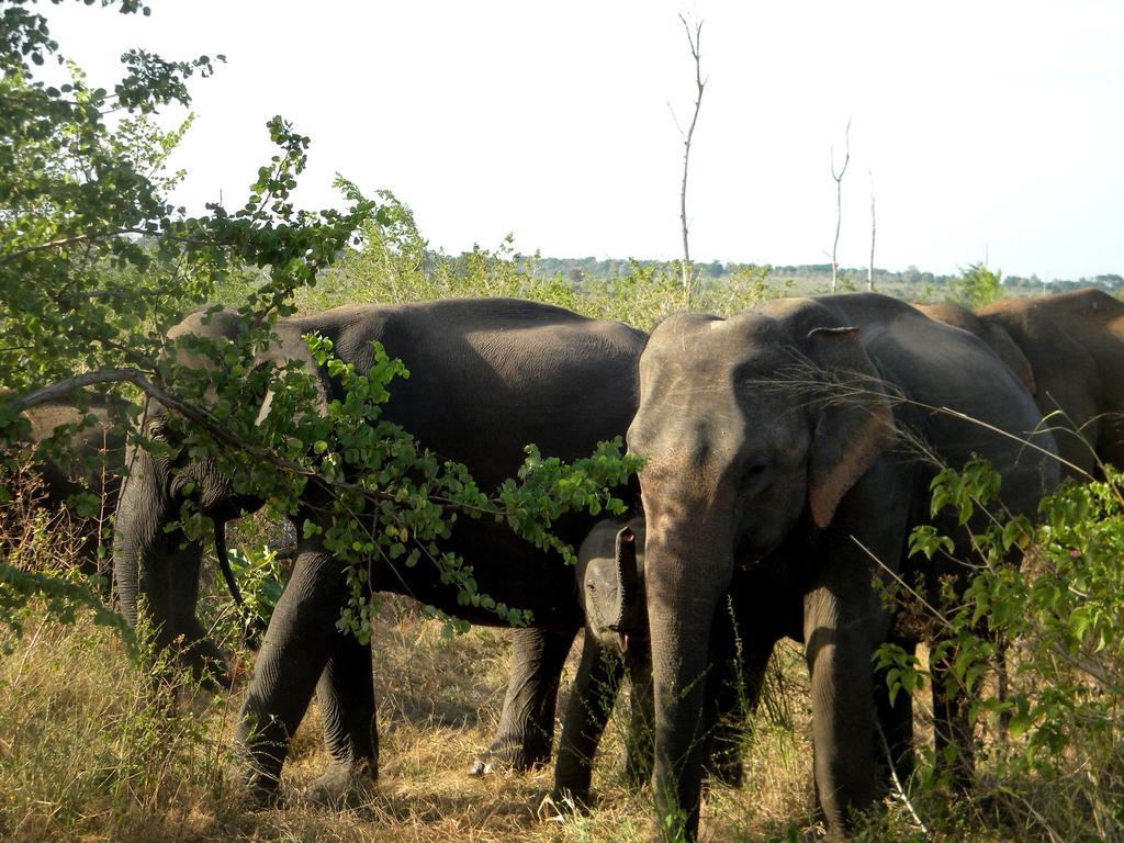 Wild Trails Udawalawe Hotel Bagian luar foto