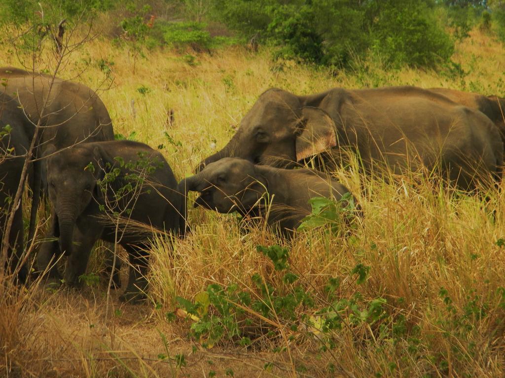 Wild Trails Udawalawe Hotel Bagian luar foto